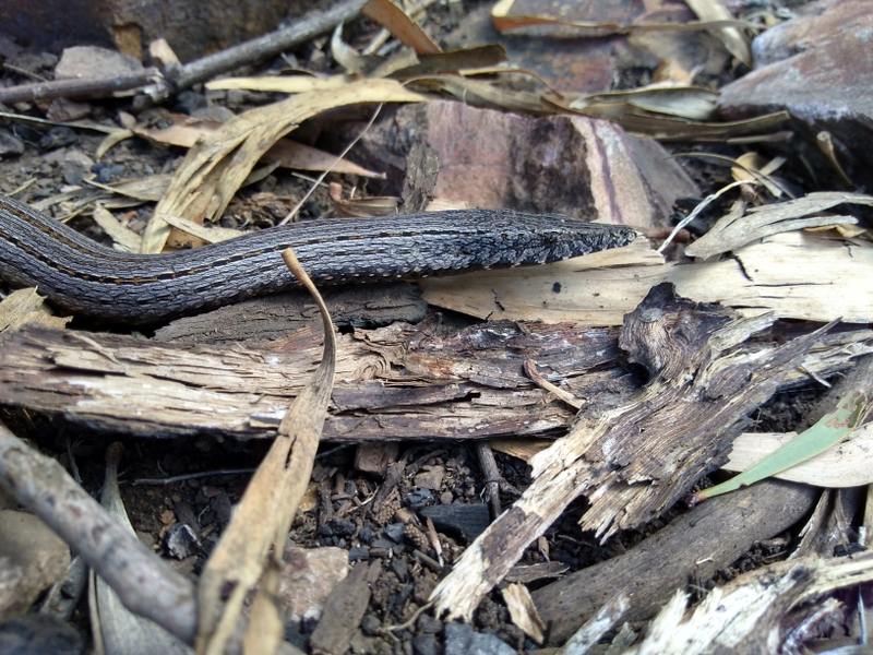 Burton’s Legless Lizard...40 cm or so of completely harmless beauty